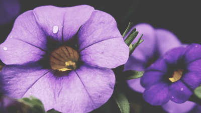 Healthy Food - professional stock photography