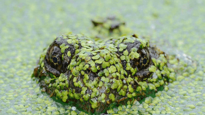Smoothie - professional stock photography